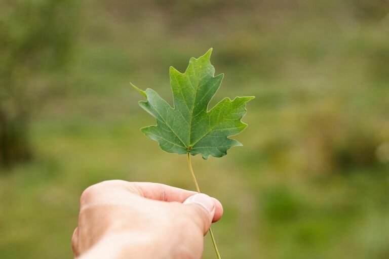 White Oak Impact Fund: Driving Sustainable Change Strategic