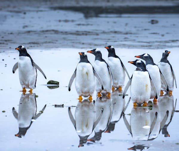 islanders penguins